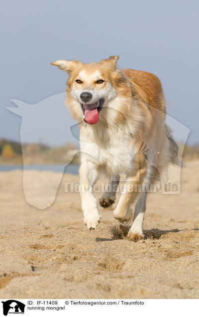 running mongrel / IF-11409