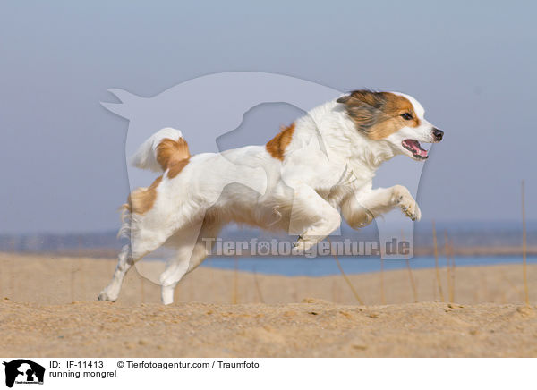 running mongrel / IF-11413