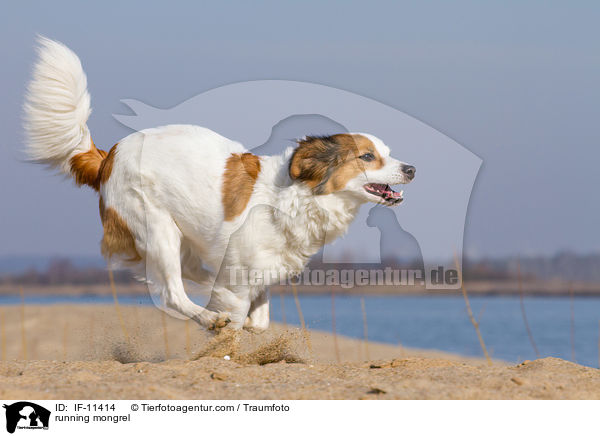 rennender Mischling / running mongrel / IF-11414