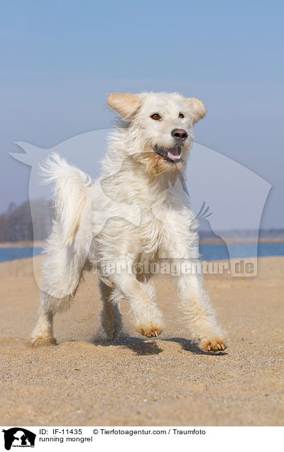 running mongrel / IF-11435