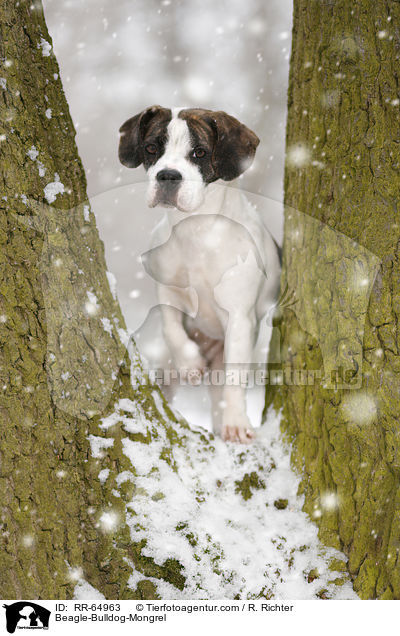 Beagle-Bulldoggen-Mischling / Beagle-Bulldog-Mongrel / RR-64963
