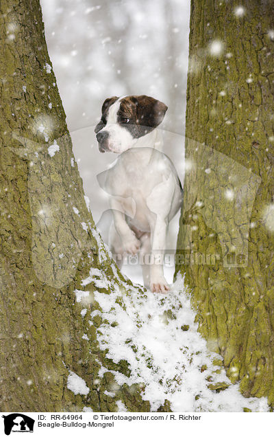 Beagle-Bulldoggen-Mischling / Beagle-Bulldog-Mongrel / RR-64964