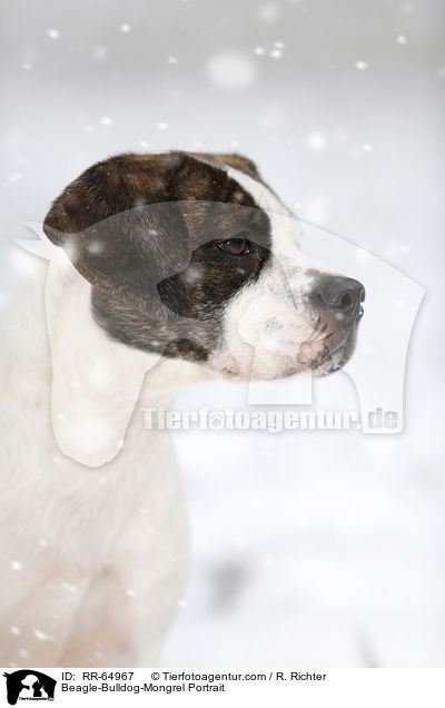Beagle-Bulldoggen-Mischling Portrait / Beagle-Bulldog-Mongrel Portrait / RR-64967