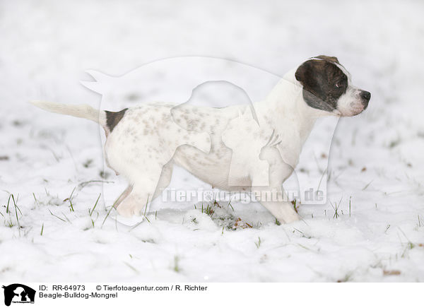 Beagle-Bulldoggen-Mischling / Beagle-Bulldog-Mongrel / RR-64973