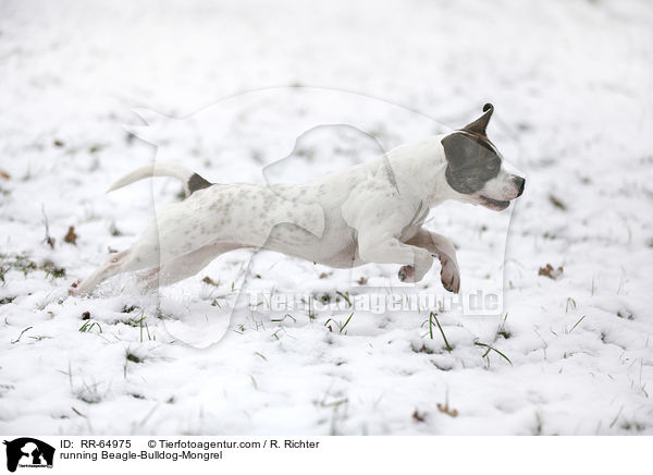 running Beagle-Bulldog-Mongrel / RR-64975