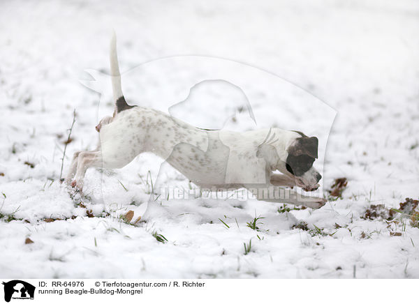 rennender Beagle-Bulldoggen-Mischling / running Beagle-Bulldog-Mongrel / RR-64976