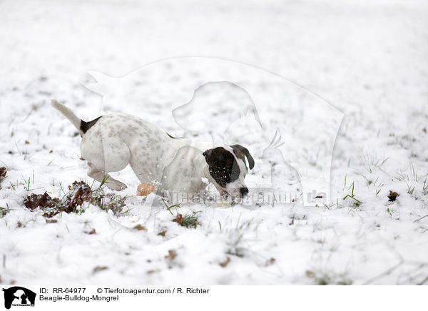 Beagle-Bulldoggen-Mischling / Beagle-Bulldog-Mongrel / RR-64977