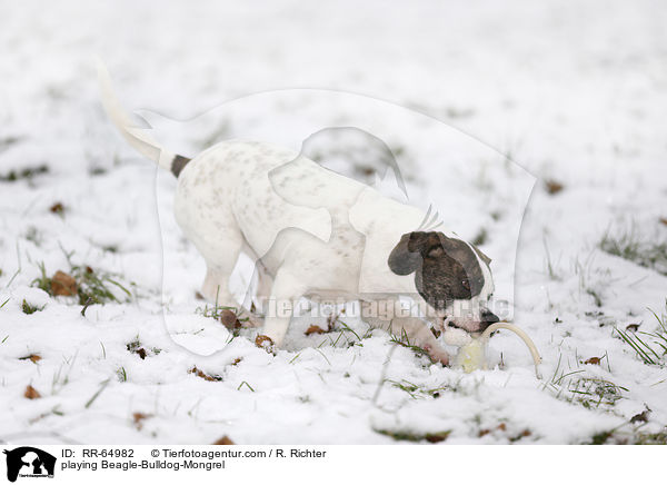 spielender Beagle-Bulldoggen-Mischling / playing Beagle-Bulldog-Mongrel / RR-64982