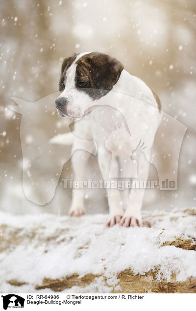 Beagle-Bulldoggen-Mischling / Beagle-Bulldog-Mongrel / RR-64986