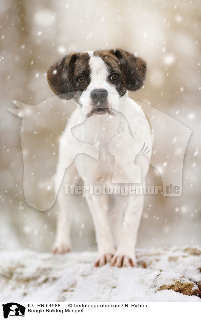 Beagle-Bulldoggen-Mischling / Beagle-Bulldog-Mongrel / RR-64988