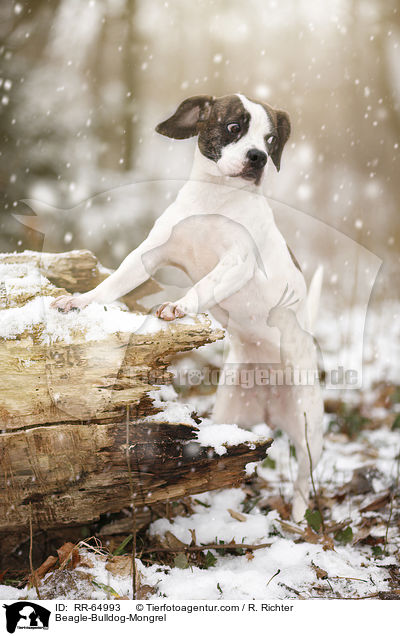 Beagle-Bulldoggen-Mischling / Beagle-Bulldog-Mongrel / RR-64993