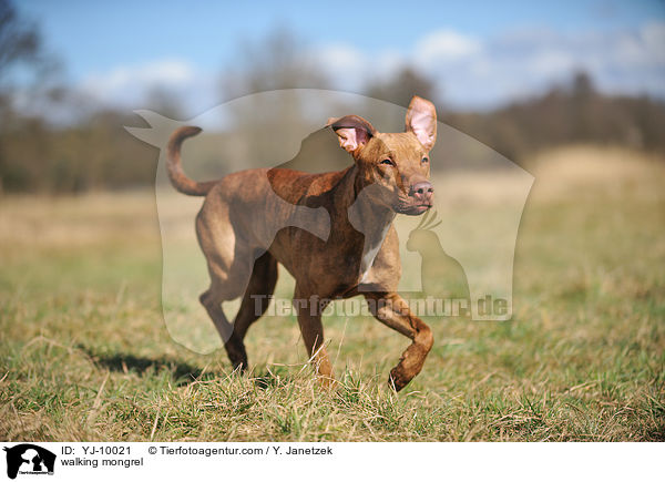 laufender Mischling / walking mongrel / YJ-10021