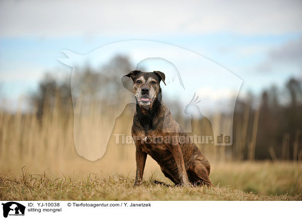 sitzender Mischling / sitting mongrel / YJ-10038
