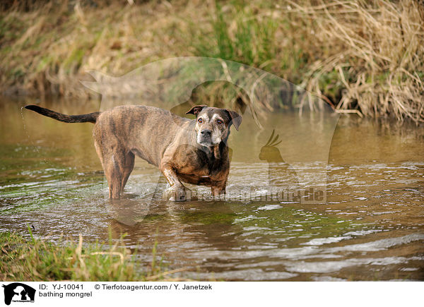 badender Mischling / bathing mongrel / YJ-10041