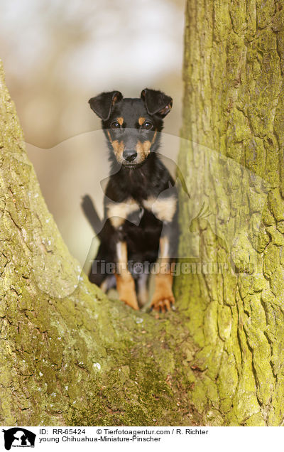 junger Chihuahua-Zwergpinscher / young Chihuahua-Miniature-Pinscher / RR-65424