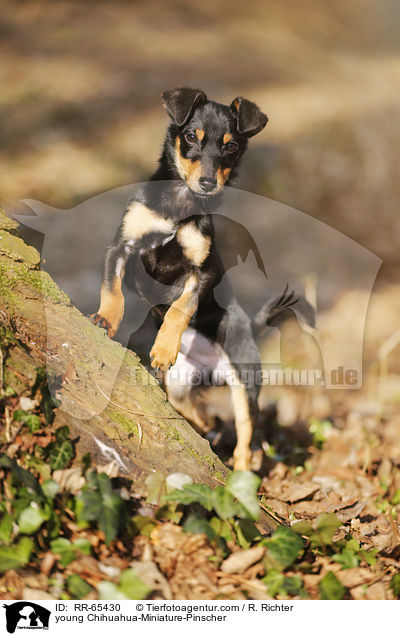 junger Chihuahua-Zwergpinscher / young Chihuahua-Miniature-Pinscher / RR-65430