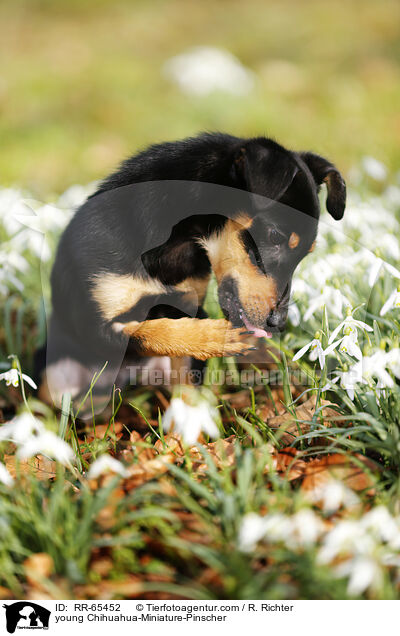 junger Chihuahua-Zwergpinscher / young Chihuahua-Miniature-Pinscher / RR-65452