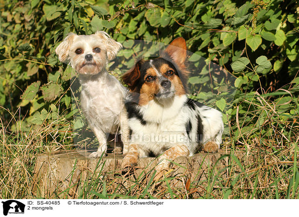 2 Mischlinge / 2 mongrels / SS-40485