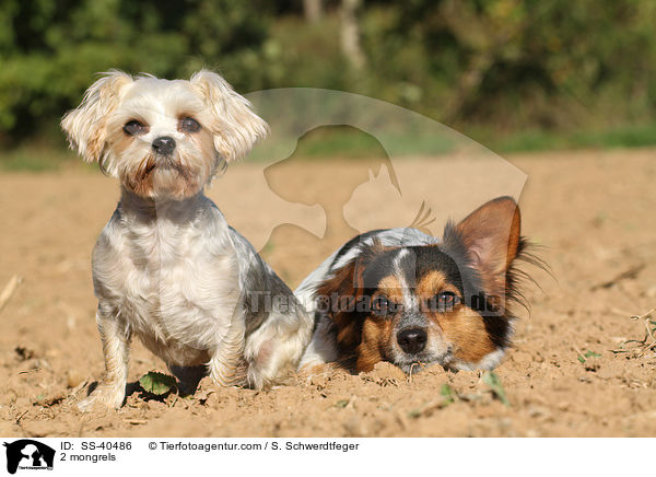 2 Mischlinge / 2 mongrels / SS-40486