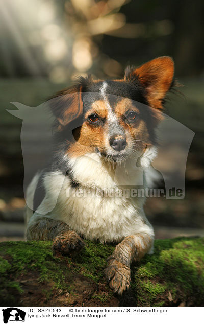 liegender Jack-Russell-Terrier-Mischling / lying Jack-Russell-Terrier-Mongrel / SS-40543