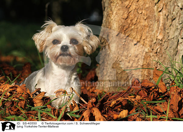 liegender Yorkshire-Terrier-Malteser / lying Yorkshire-Terrier-Maltese / SS-40550