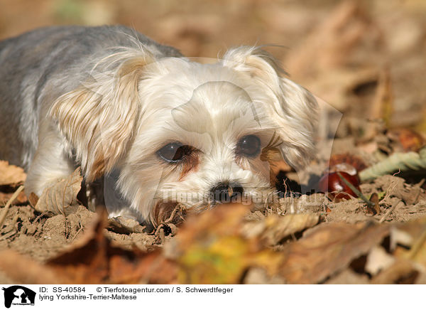 liegender Yorkshire-Terrier-Malteser / lying Yorkshire-Terrier-Maltese / SS-40584