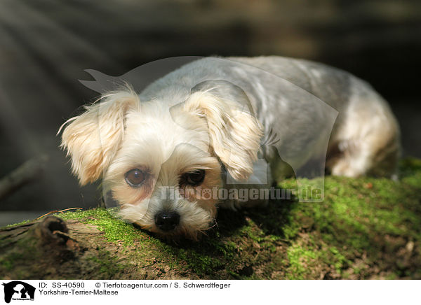 Yorkshire-Terrier-Malteser / Yorkshire-Terrier-Maltese / SS-40590