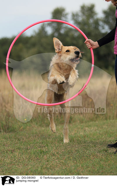 jumping mongrel / DG-08060