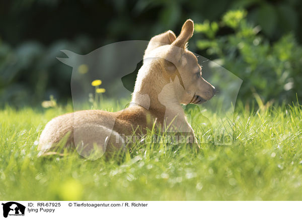 lying Puppy / RR-67925