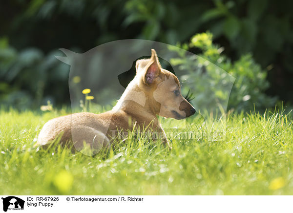 lying Puppy / RR-67926