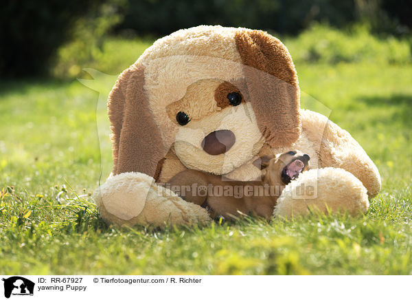 yawning Puppy / RR-67927