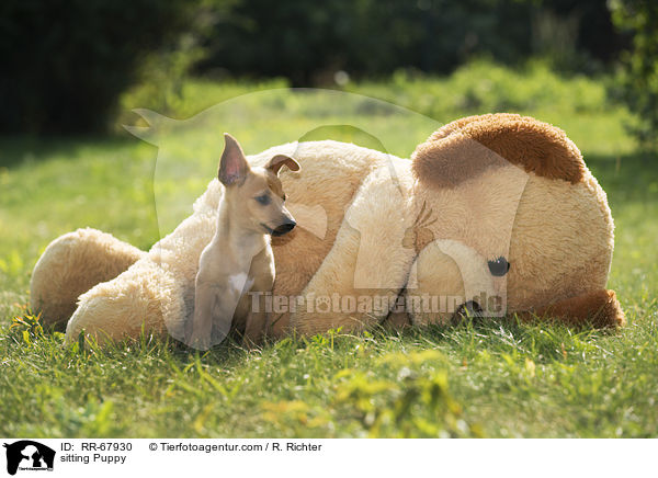 sitting Puppy / RR-67930