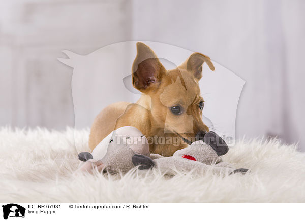 lying Puppy / RR-67931