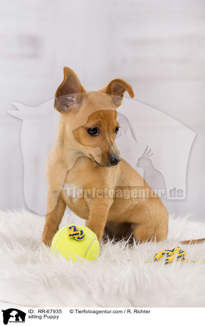 sitting Puppy / RR-67935