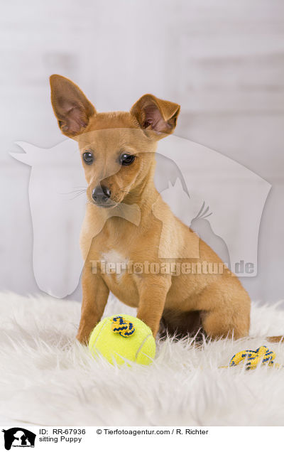 sitting Puppy / RR-67936