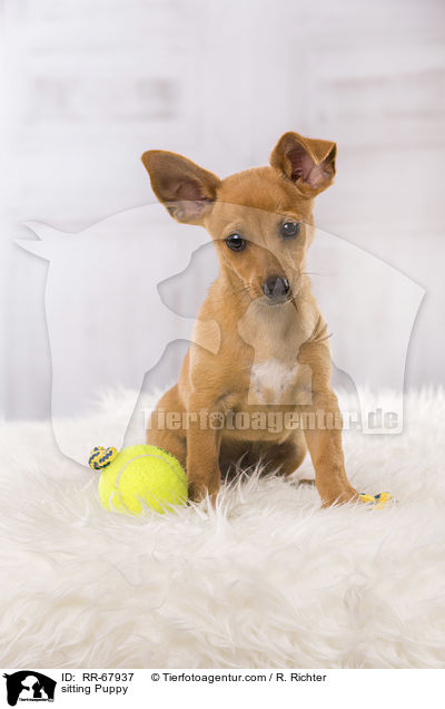 sitting Puppy / RR-67937