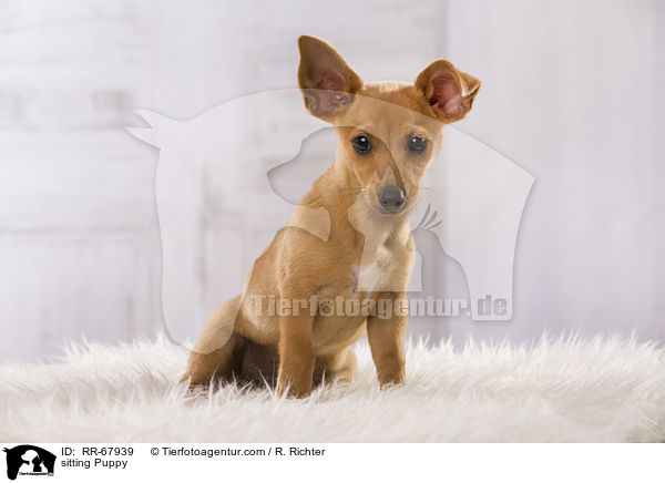 sitting Puppy / RR-67939