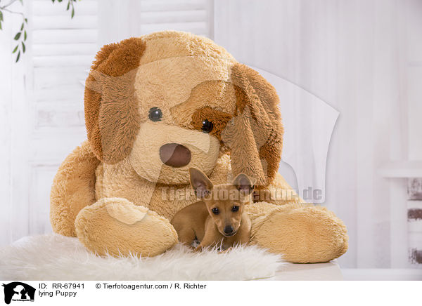 lying Puppy / RR-67941