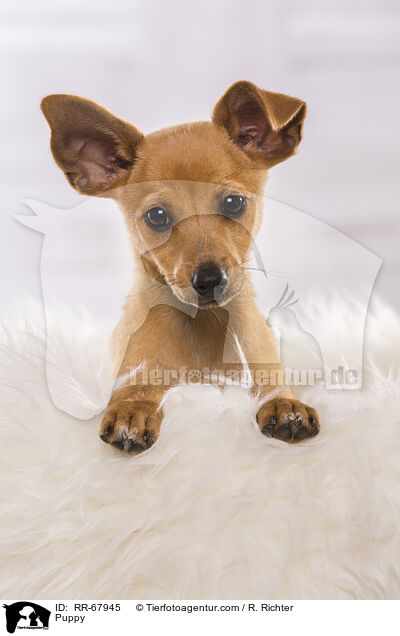 Puppy / RR-67945