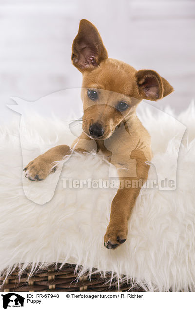 Puppy / RR-67948