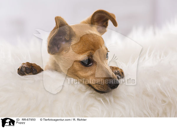 Puppy / RR-67950