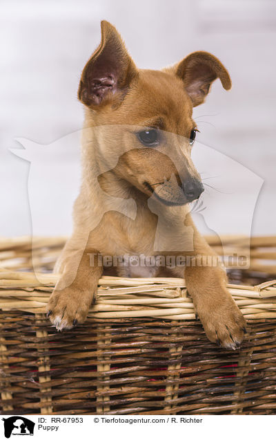 Puppy / RR-67953