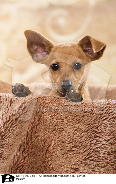 Puppy / RR-67955