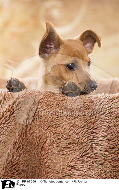 Puppy / RR-67956