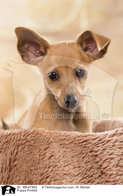Welpe Portrait / Puppy Portrait / RR-67962