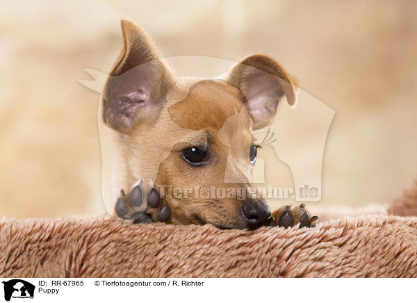 Puppy / RR-67965