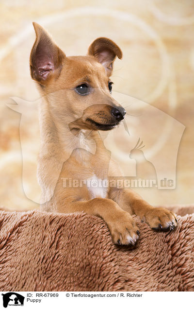 Puppy / RR-67969