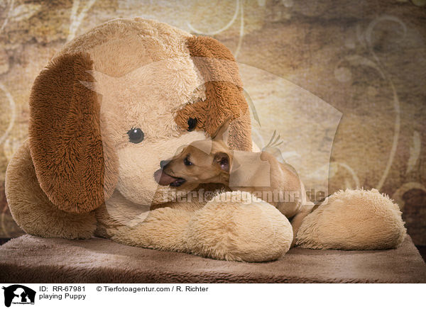 playing Puppy / RR-67981