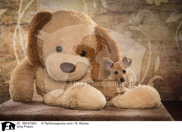 lying Puppy / RR-67983