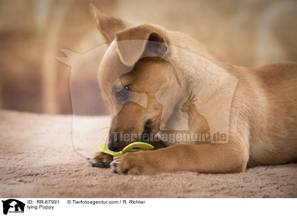 lying Puppy / RR-67991